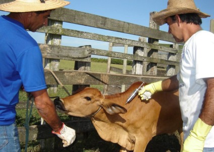 Iagro define calendário de vacinação contra aftosa - Divulgação/Portal Brasil