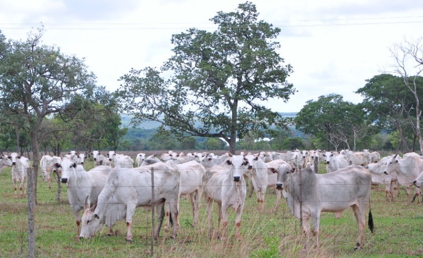 Sistema indica que em 2024 foram abatidos animais mais jovens | Foto: Arquivo