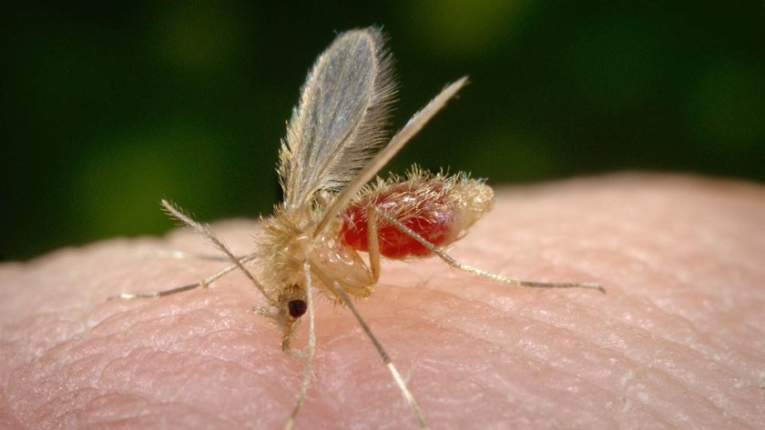 A doença transmitida pelo mosquito-palha ou birigui (Lutzomyia longipalpis) - Divulgação