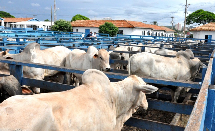 A feira é aberta para qualquer proprietário de touro do país, não sendo restrita apenas aos proprietários de Paranaíba - Arquivo/JPNEWS