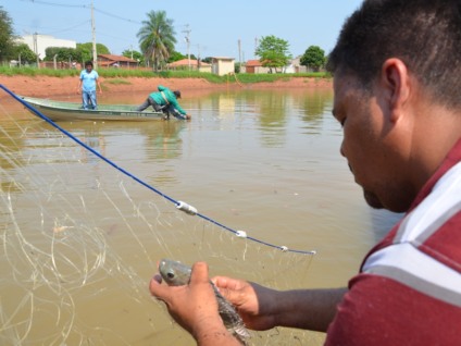 Homem retira peixe apreendido em rede para o deslocamento ao rio Paraná - Cláudio Pereira Homem retira peixe apreendido em rede para o deslocamento ao rio Paraná - Cláudio Pereira
