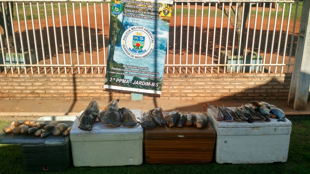 Peixes apreendidos durante a Operação Semana Santa - Divulgação/Polícia Militar Ambiental