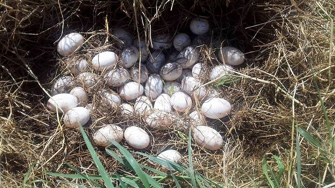 Ninhada de jacarés encontrada na Lagoa Maior de Três Lagoas  - Ana Cristina Santos/JP