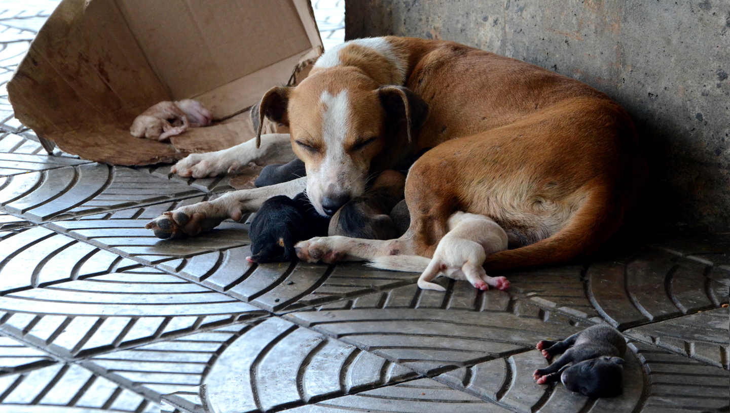 Cães e gatos podem ter casinha e receber afeto da comunidade local - Divulgação