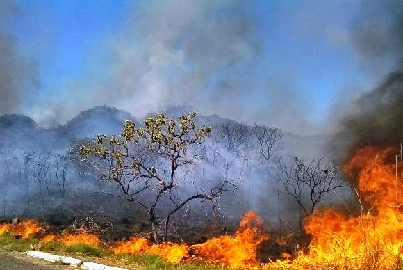 Mais de 53 mil focos de queimadas e incêndios florestais foram registrados no país  - Arquivo/José Cruz/Agência Brasil