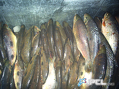 PMA apreende 57 quilos de pescado irregular -