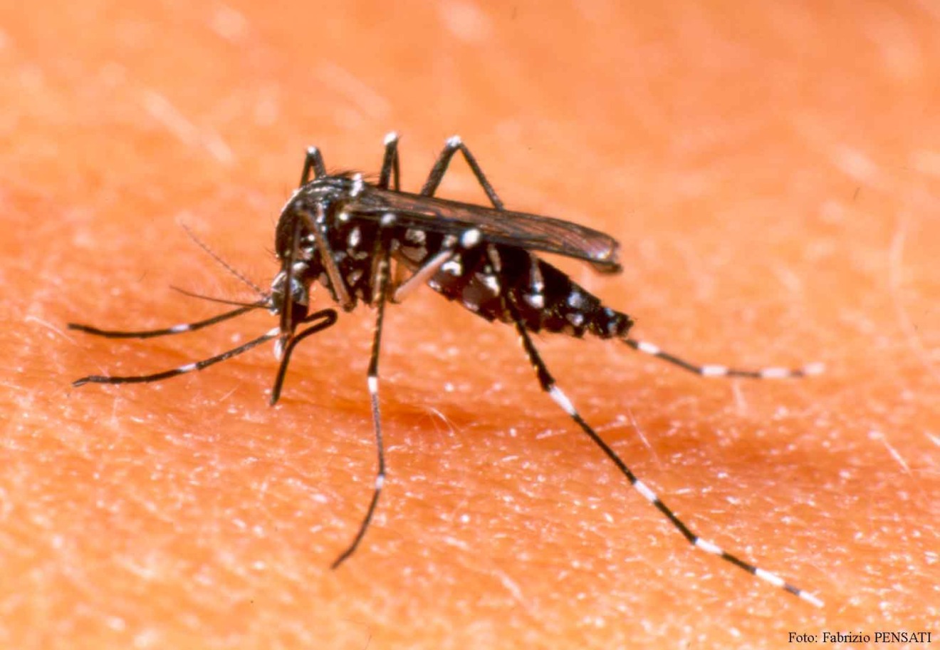 As três viroses que mais assustam o Brasil no momento são transmitidas pelo mosquito Aedes aegypti - Divulgação As três viroses que mais assustam o Brasil no momento são transmitidas pelo mosquito Aedes aegypti - Divulgação