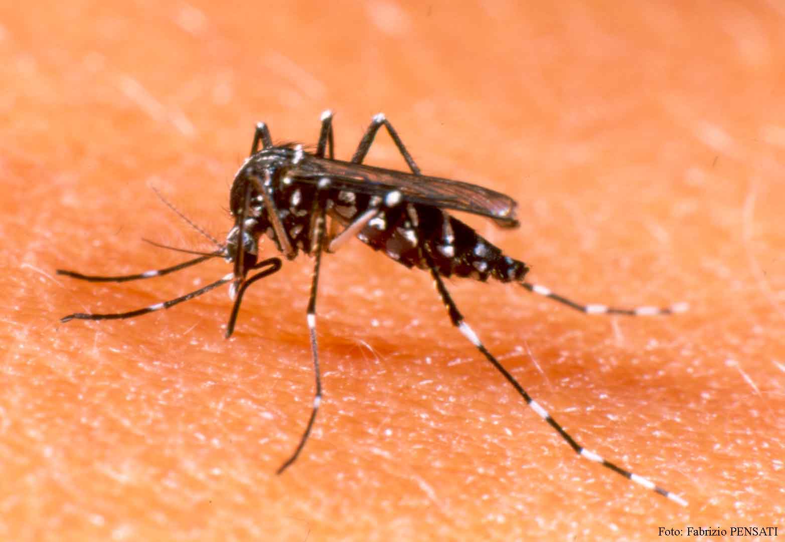 As três viroses que mais assustam o Brasil no momento são transmitidas pelo mosquito Aedes aegypti - Divulgação 