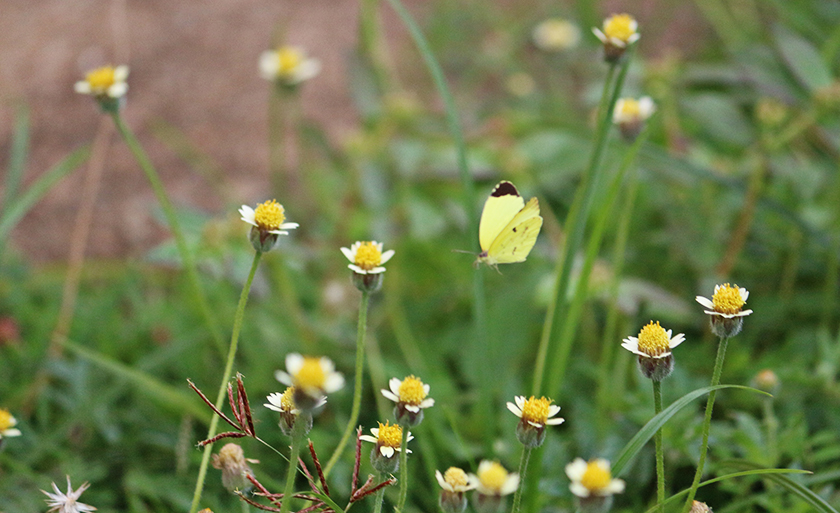 A beleza do voo de uma borboleta em meio a pequenas flores - Danielle Leduc/JP