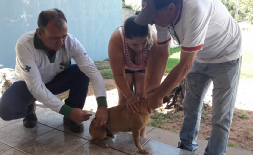 Vacinação é gratuita e protege os animais contra a doença - Divulgação/Assessoria