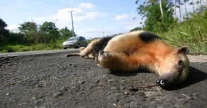 Estudos dos hábitos dos animais ajudam na proposição de medidas para redução dos atropelamentos - Divulgação/Seinfra