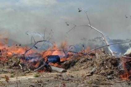 El Niño aumenta risco de queimadas na Amazônia  - Divulgação/Doug Morton/Nasa