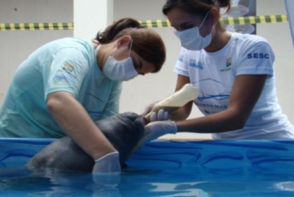 Projeto Manati  - Acervo ONG Aquatis