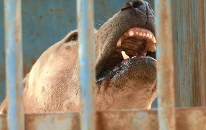 Cachorro agressivo invade casa e assusta família  - Reprodução/TVC