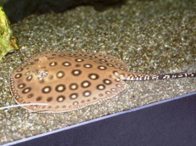 Raia da espécie Potamotrygon Falkneri -