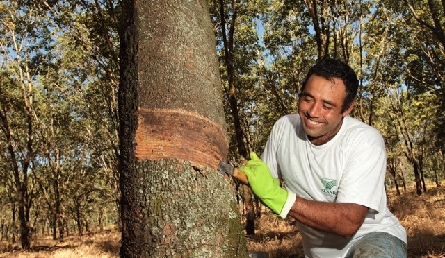 Em Aparecida do Taboado houve avança com o plantio de 1,5 milhão de plantas - Divulgação