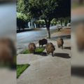 Cinco capivaras são encontradas andando pelo centro em busca de comida.