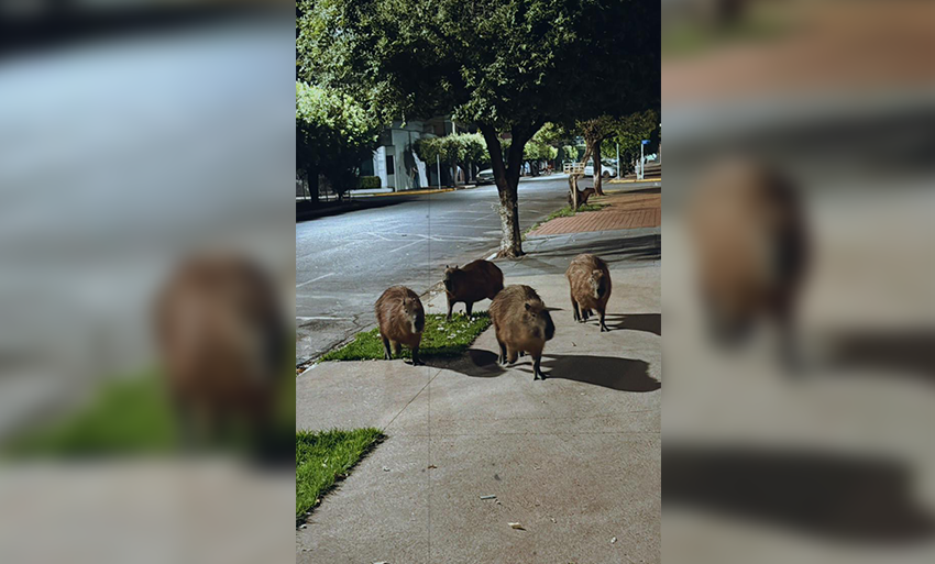 Cinco capivaras são encontradas andando pelo centro em busca de comida.