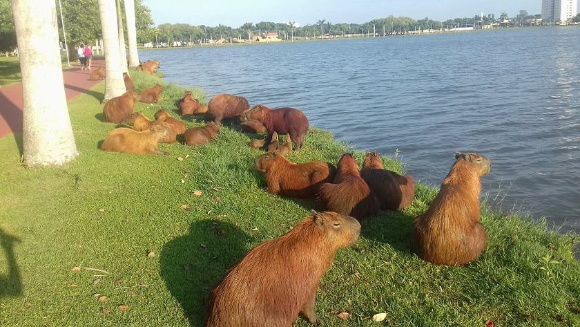 Atualmente, existem cerca de 160 capivaras na Lagoa Maior - Ana Cristina Santos/JPNEWS Atualmente, existem cerca de 160 capivaras na Lagoa Maior - Ana Cristina Santos/JPNEWS