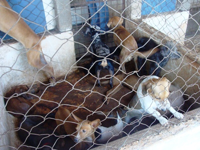 Diretor do CCZ é contra o tratamento de cães infectados com a doença - Diretor do CCZ é contra o tratamento de cães infectados com a doença -