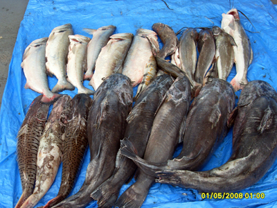 Peixes apreendidos por policiais militares ambientais -