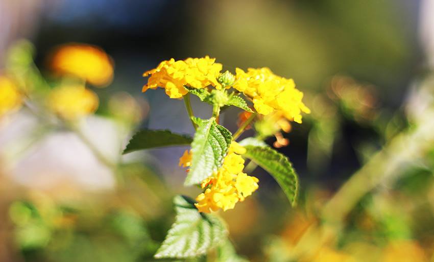 Por onde for, floresça. Seja como for, seja flor. - Hugo Leal/JPNEWS