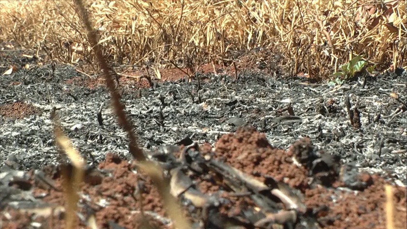 Em 2017, foram registrados 346 focos de incêndio em vegetação pelo Corpo de Bombeiros - Reprodução/TVC