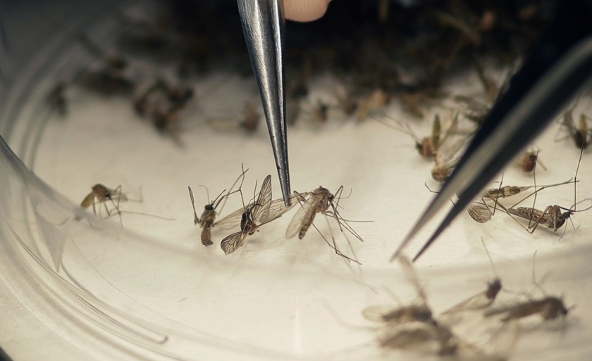 Mosquito Aedes aegypti é o transmissor da zika, dengue e chikungunya - AP Photo/LM Otero, File