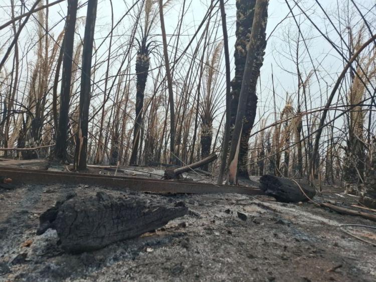 No Pantanal, são quase 115 mil hectares monitorados pelo Senar-MS | Foto: Reprodução/ Senar-MS