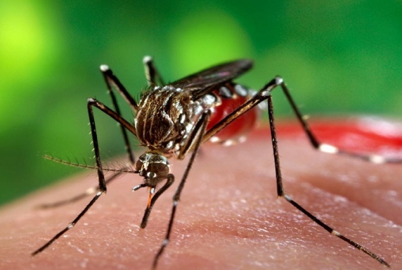 O mosquito Aedes aegipity é o mosquito transmissor da dengue  - Divulgação