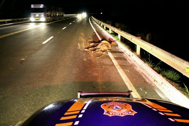 Animal foi retirado da BR-262 pela Polícia Rodoviária Federal (PRF). - Divulgação/PRF