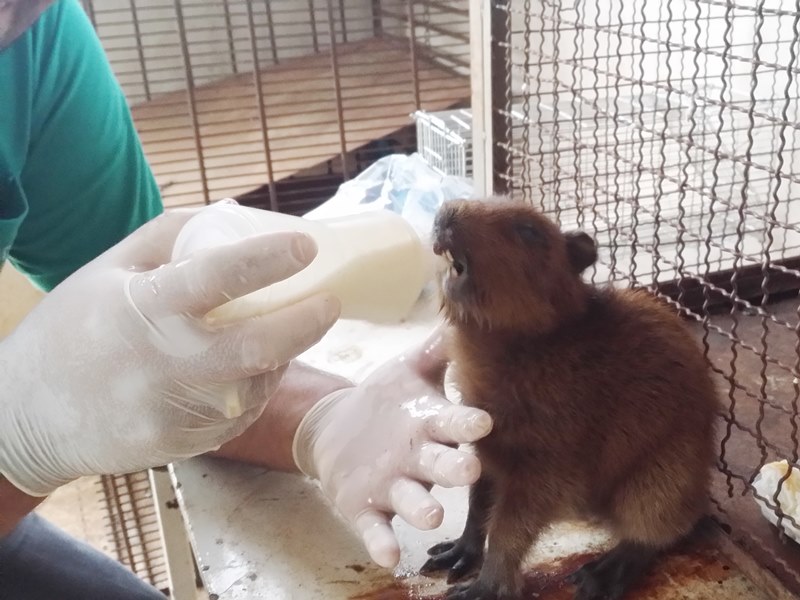 Desde que o trabalho teve início dos sete animais que receberam os primeiros atendimentos pelo CCZ - Divulgação