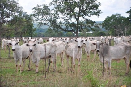 Previsão é abater média de 150 a 180 animais diariamente -