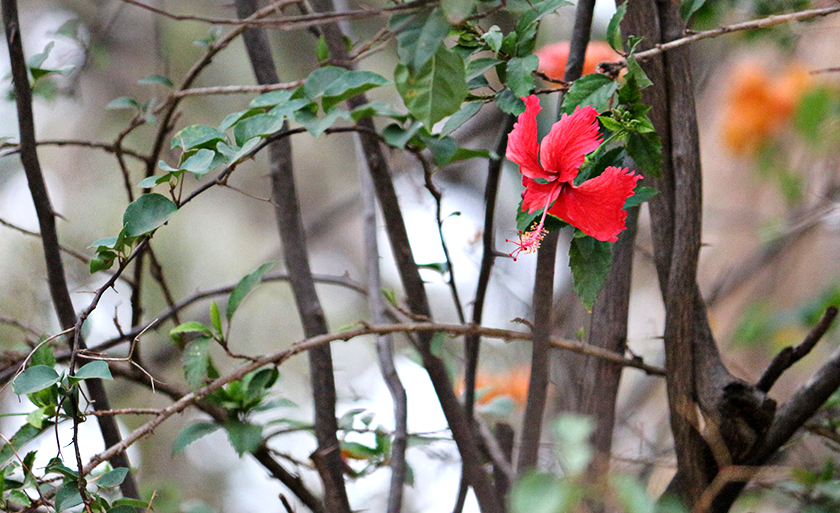 Cores que aquarelam. Flores que primaveram. - Padre Fábio de Melo - Danielle Leduc