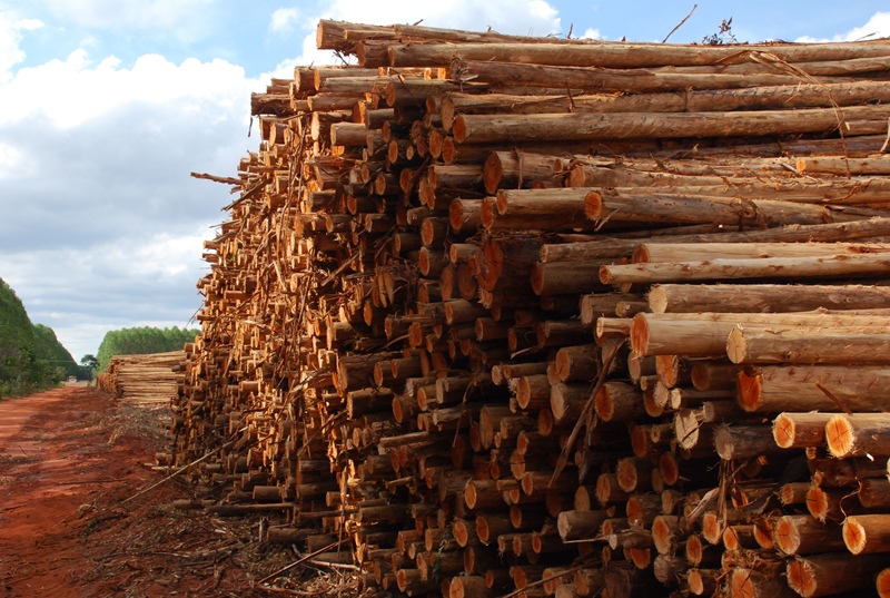  Companhia registrou 100% da colheita florestal consolidada em Mato Grosso do Sul - Arquivo