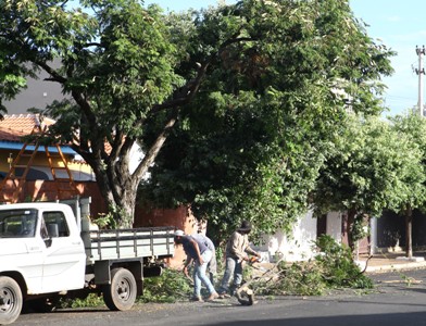 Podas devem ser feitas por empresa especializada, e todo material recolhido -