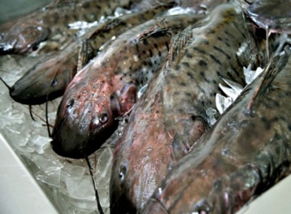 Peixes de tanques-rede serão levados para entreposto em Jupiá  - Arquivo/Agência Brasil 