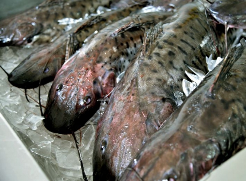 Peixes de tanques-rede serão levados para entreposto em Jupiá  - Arquivo/Agência Brasil 