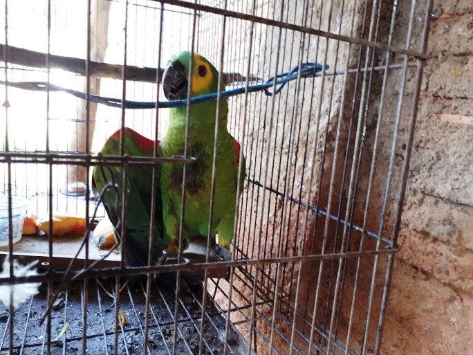 O homem levou o pássaro ferido até a PMA de Três Lagoas e denunciou o crime ecológico - André Barbosa/JPNEWS