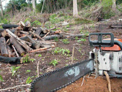 O desmatamento na Amazônia Legal caiu 18% entre agosto de 2013 e julho de 2014 - Arquivo/Agência Brasil