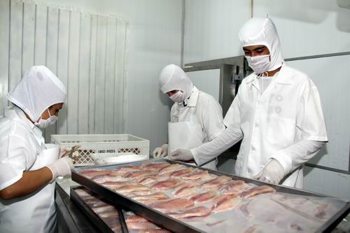 Empresa vai investir na produção de tilápias e frigorífico de peixes - Divulgação