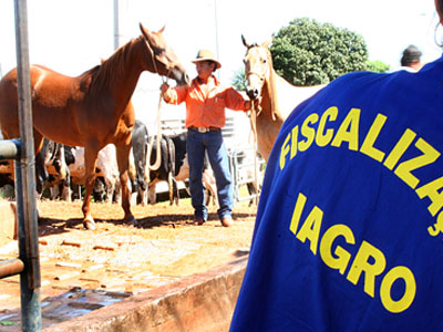 Donos de eqüinos ganham mais tempo para declarar -