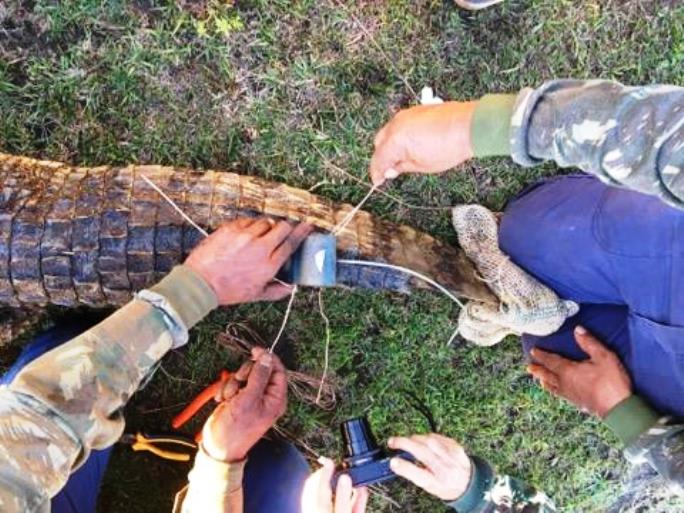 Técnicos da Embrapa tentam capturar o terceiro jacaré em Três Lagoas - Divulgação