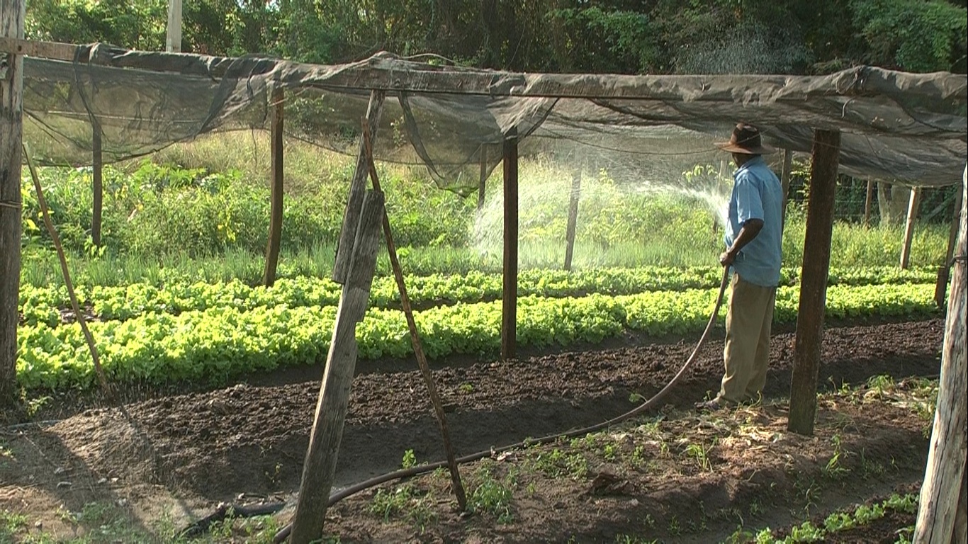 Produção do campo “carrega” o PIB do país no 1º trimestre - Arquivo/JPNEWS