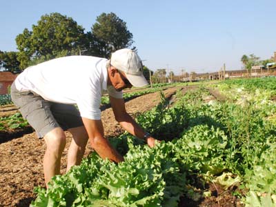 As verduras fazem parte da alimentação dos alunos -