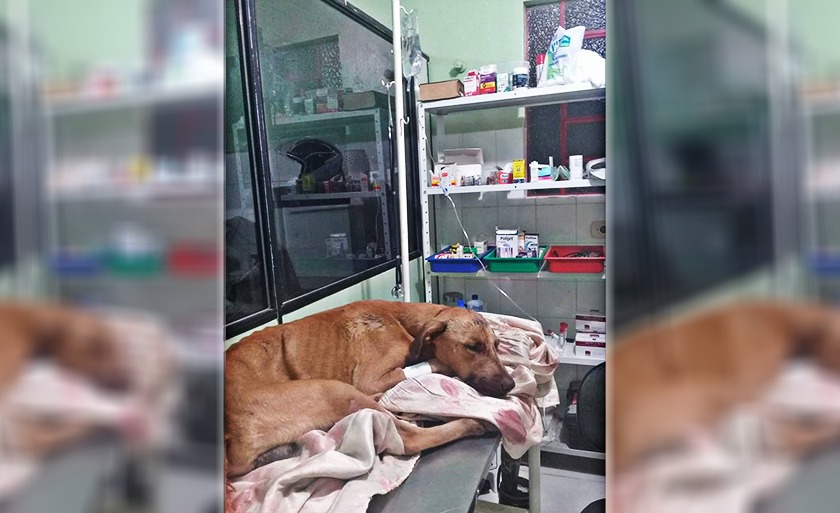 Cachorro ficou internado e foi o próprio dono quem tentou matá-lo, segundo a PM - Divulgação/Protetoras Três Lagoas