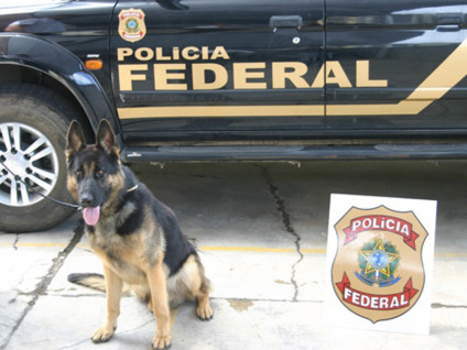Droga que seria levada para Três Lagoas foi encontrada com apoio de um cão farejador da PF - Divulgação/Polícia Federal Droga que seria levada para Três Lagoas foi encontrada com apoio de um cão farejador da PF - Divulgação/Polícia Federal