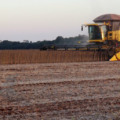 Colheita atingiu 1,95 milhão de hectares da área disponibilizada para o cultivo da oleaginosa - Divulgação/Semagro
