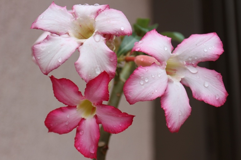 Flor do Deserto banhada pela chuva desta semana - Hugo Leal/JPNEWS