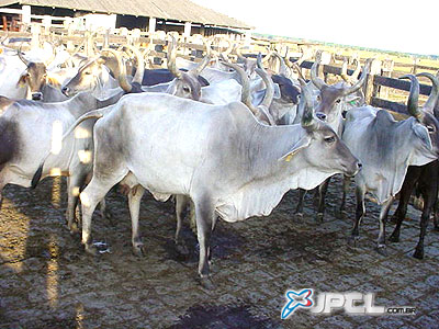 Nova Lei prevê Grupo Especial de Atenção à Suspeita de Enfermidades Emergenciais ou Exóticas e o Serviço de Inspeção e Fiscalização Sanitária do Estado -